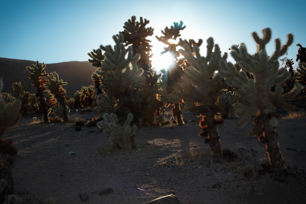 Cactus Garden Joshua Tree #1.jpg