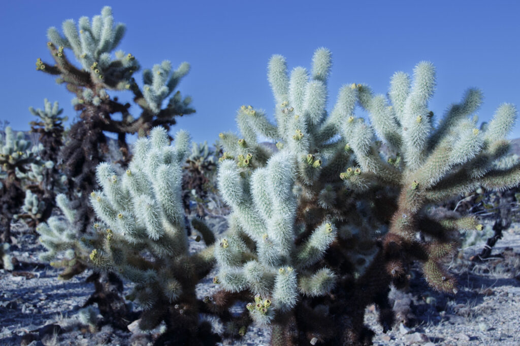 Cactus at Joshua Tree #1.jpg