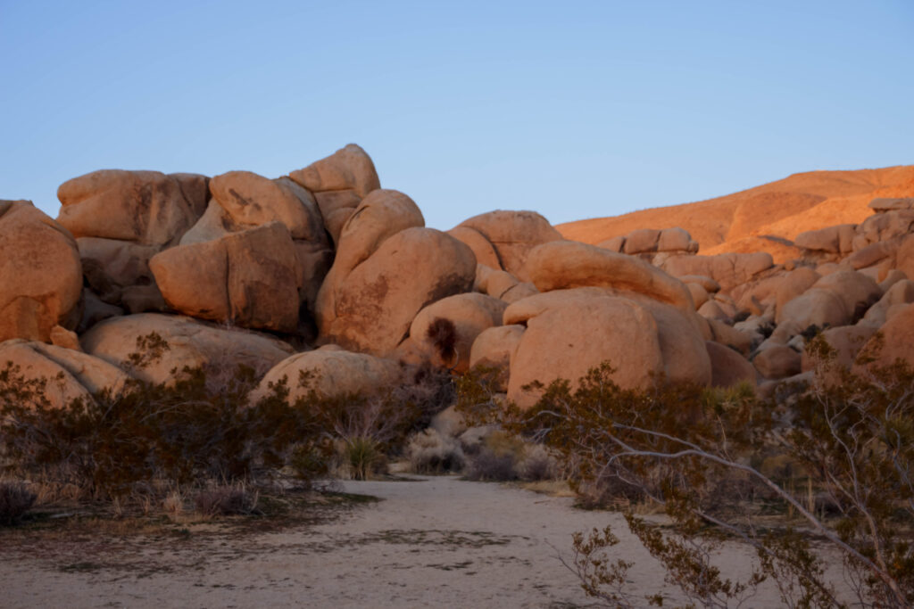 Desert FloorJoshua Tree #1.jpg